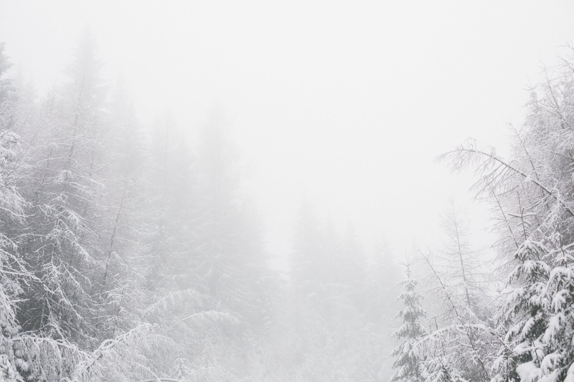 white snowy environment with pine trees